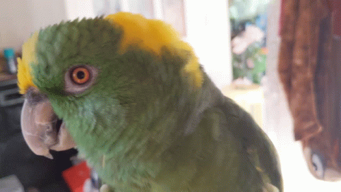 Parrot Talking Parrot GIF - Parrot Talking Parrot Laughing - Discover &  Share GIFs