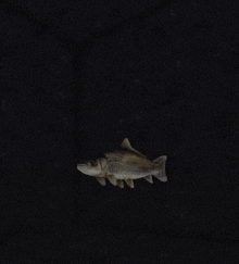 Killerfishslapbattles GIF - Killerfishslapbattles GIFs