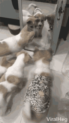 Cute Mirror Dogs GIF - Cute Mirror Dogs Corgi GIFs