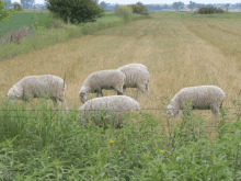 Sheep Peace GIF - Sheep Peace Sheep Grazing GIFs