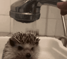 a hedgehog taking a bath in a sink with a shower head