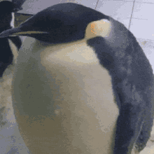 Penguin Explode GIF