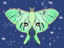 Lunar Moth Pretty Lunar Moth GIF - Lunar Moth Pretty Lunar Moth Moth GIFs