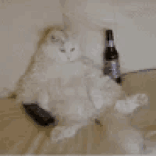 Cat Drinking GIF - Cat Drinking Lazy GIFs