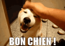 Bon Chien GIF