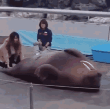 animal walrus exercise sit up zoo