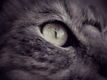 cat eye pupil brown tabby