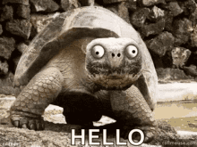 Hellooooo Turtle GIF - Hellooooo Hello Turtle GIFs