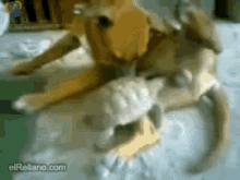 a dog and a cat are playing with each other and the website elrollano.com is visible in the corner