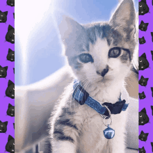 Love Cat GIF - Love Cat Filter GIFs