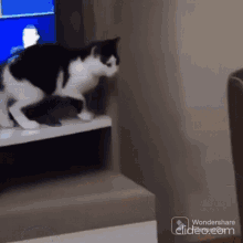Cat Majestic Jump GIF - Cat Majestic Jump Fail GIFs