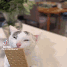Molstycoochie Crackers GIF - Molstycoochie Crackers Cat GIFs