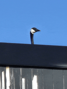 a goose is perched on top of a building with a blue sky in the background