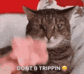 a cat is sitting on a bed with a person 's hand holding it .