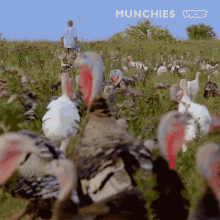 free range turkey gobble animals farm