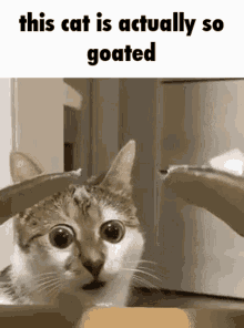 This Cat Is Actually So Goated Goated GIF - This Cat Is Actually So Goated Goated This Cat GIFs