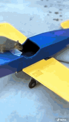Epic Squirrel GIF - Epic Squirrel Airplane GIFs