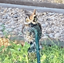 an owl is perched on a green pole in the grass near train tracks .