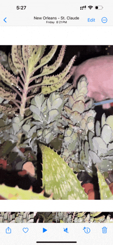 a phone screen shows a picture of a plant and says new orleans st claude