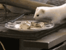 a white squirrel is eating food from a plate on a table .