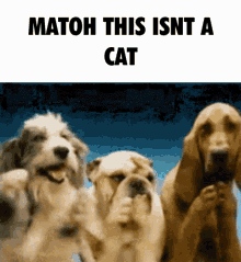 Matoh_2 Cat GIF - Matoh_2 Cat Dog GIFs