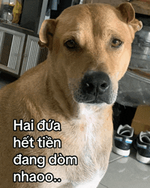 a brown and white dog with the words hai dua het tien dang dom nhaoo on the bottom