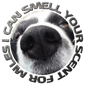Maroon 5 I Can Smell Sticker