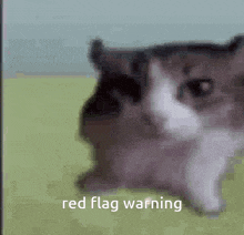 a cat is sitting on a green surface with the words `` red flag warning '' written on it .