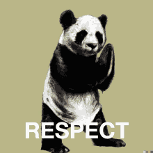 Panda Respect GIF - Panda Respect Panda Respect GIFs