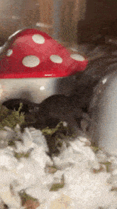 Mouse Mushroom GIF - Mouse Mushroom GIFs