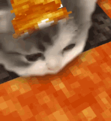 a close up of a cat 's face laying on an orange surface .