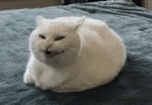 a white cat is laying on a bed with its mouth open and making a funny face .