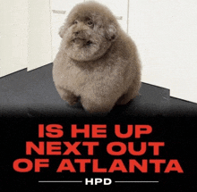a picture of a dog with the words is he up next out of atlanta