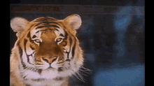 Esso Tiger GIF - Esso Tiger Commercial GIFs