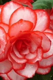 Flor Linda GIF - Flor Linda Pink Flower GIFs
