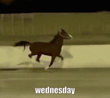 Wednesday Horse GIF - Wednesday Horse Horse Running GIFs