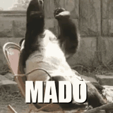 Panda Mado Madonna Maro Facepalm Omg GIF - Bear Mado GIFs