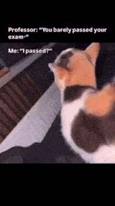 a calico cat is looking at a piece of paper that says professor you barely passed your exam me i passed