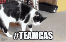 Teamcas Teamcasper GIF - Teamcas Teamcasper Cat GIFs