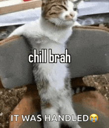 a cat is sitting on a chair with the words chill brah it was handled on the bottom