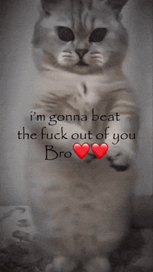 Cat Im Gonna Beat You GIF - Cat Im Gonna Beat You Im Gonna Beat The Living Fuck Out Of You GIFs