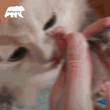 Licking Cat Deborkader GIF - Licking Cat Deborkader Cute GIFs