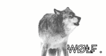 Wolf Howl GIF - Wolf Howl GIFs