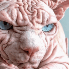 Cat Angry GIF - Cat Angry Angry Cat GIFs