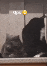 Cat Bite GIF - Cat Bite Ops GIFs