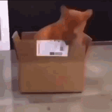 Cat Cat In A Box GIF - Cat Cat In A Box Balls GIFs