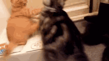 Cats Fight GIF - Cats Fight Slap GIFs