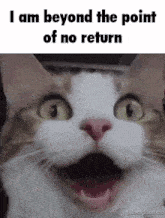 Cat Meme GIF - Cat Meme Insane Cat GIFs