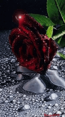 Flower571 Wow Red GIF - Flower571 Wow Red GIFs
