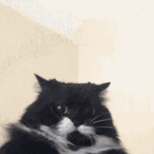 Cat Hold On GIF